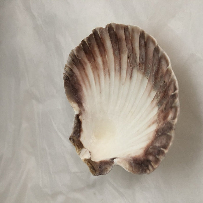 Shell Decorative Candles